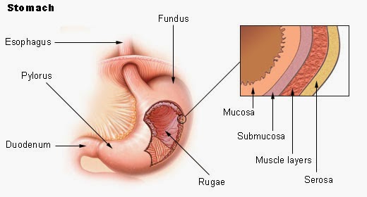 Gastritis, un trastorn més comú del que ens pensem